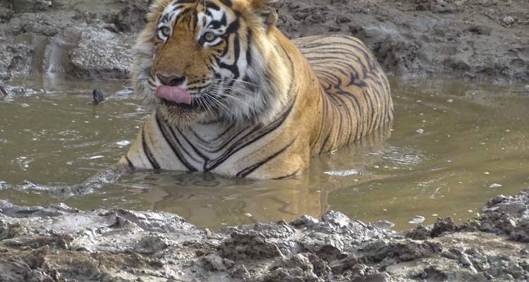 Delhi to Sariska National Park: A Thrilling Wildlife Excursion - Agora Voyages OPC Pvt Ltd 10