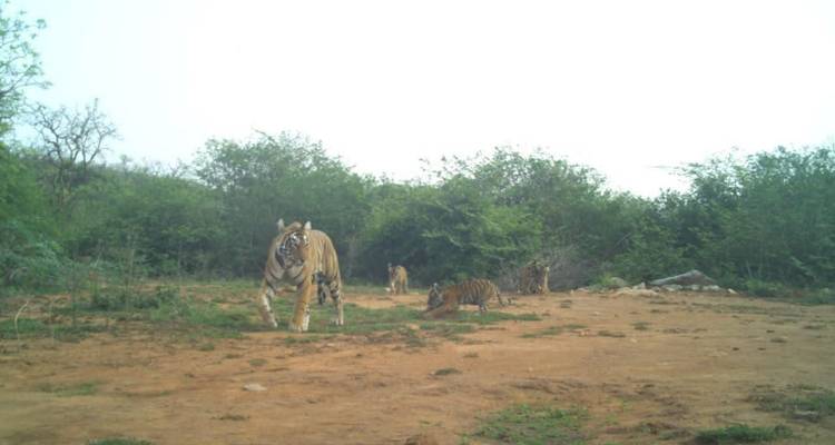 De Delhi al Parque Nacional de Sariska: Una emocionante excursión por la naturaleza - Agora Voyages OPC Pvt Ltd 10