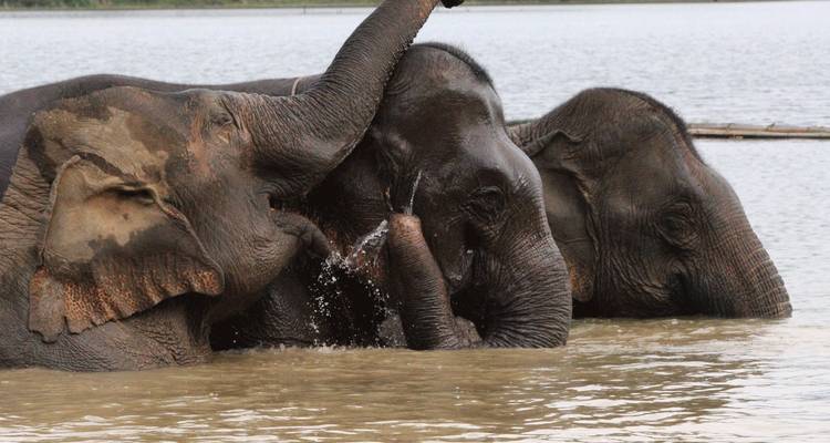 Elephants playing in the water.