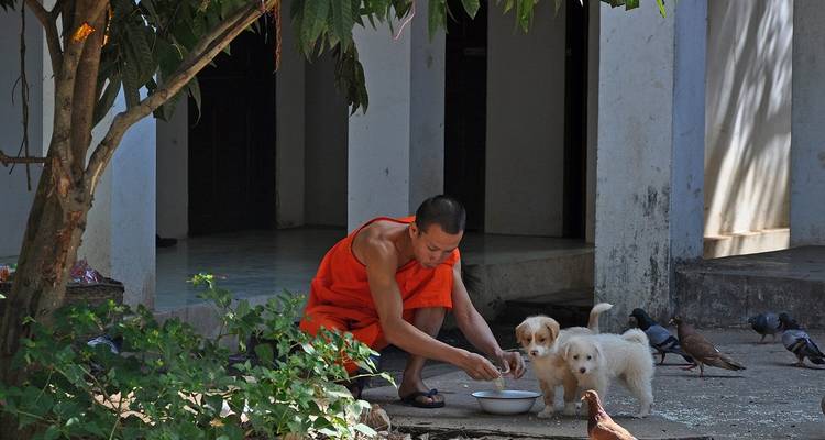 Monk seated on the ground feeding puppies.