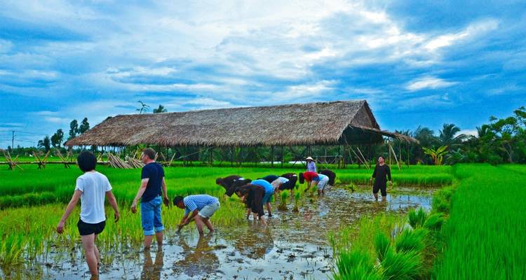 Group of people working in a rice paddy with a rustic hut.
