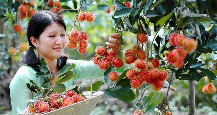 Woman harvesting rambutan fruits.