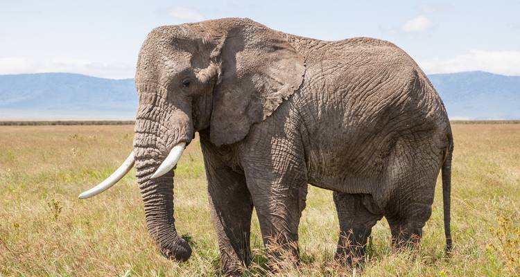 Éléphant solitaire debout dans une vaste savane herbeuse.