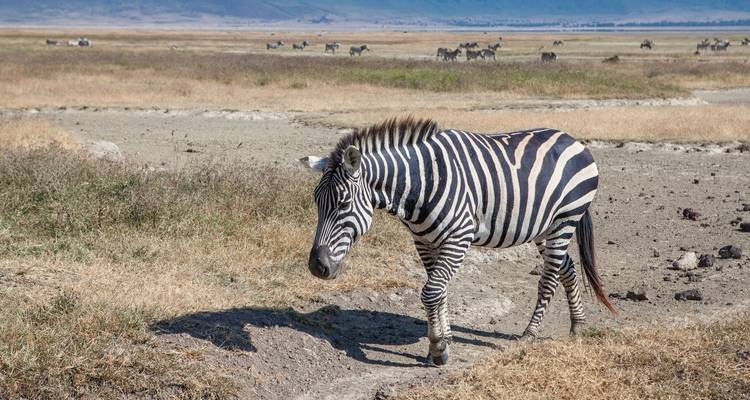 Zèbre marchant dans la savane sèche avec des collines en arrière-plan.
