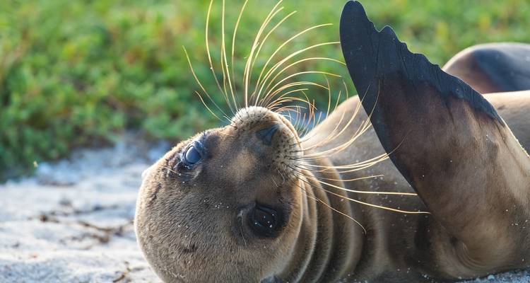 Circuito de 9 días a los 5 grandes de Galápagos - GUIDEcuador Travel 2