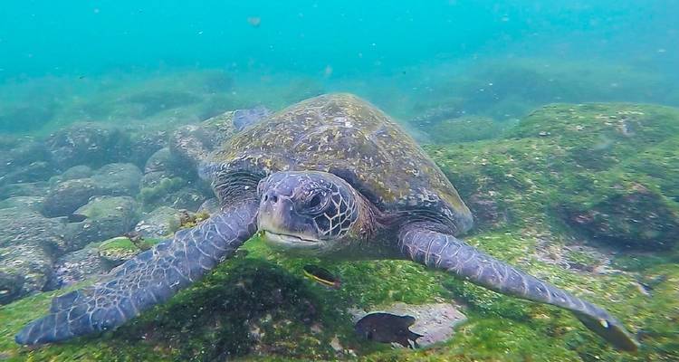 Circuito de 9 días a los 5 grandes de Galápagos - GUIDEcuador Travel 1