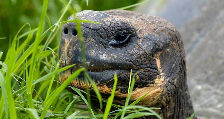 Circuito de 9 días a los 5 grandes de Galápagos - GUIDEcuador Travel 3