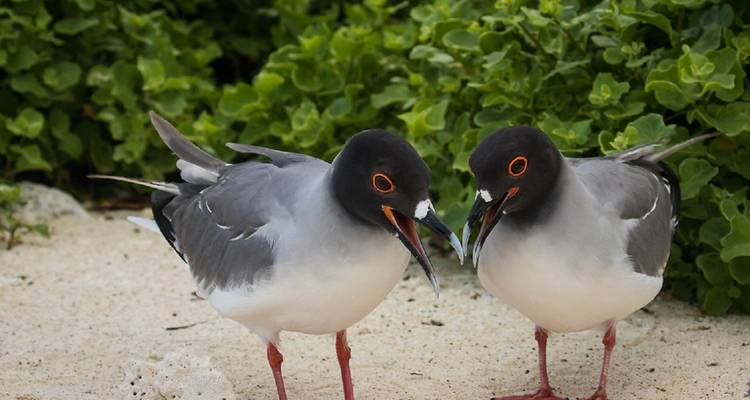 Circuito de 9 días a los 5 grandes de Galápagos - GUIDEcuador Travel 4