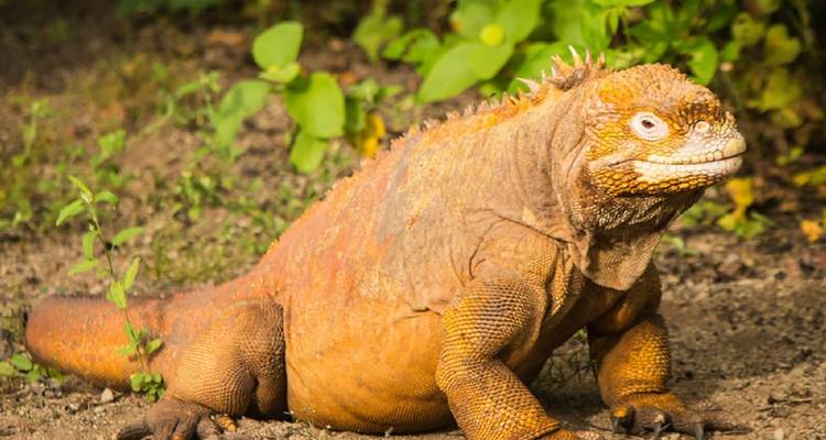 Circuito de 9 días a los 5 grandes de Galápagos - GUIDEcuador Travel 6