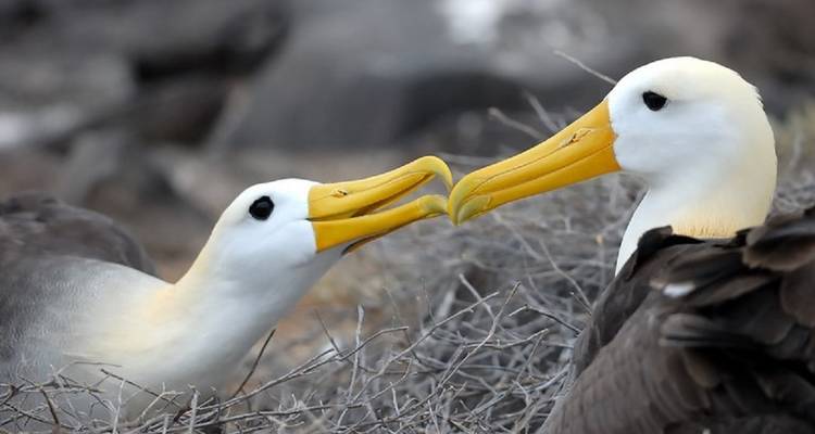 Circuito de 9 días a los 5 grandes de Galápagos - GUIDEcuador Travel 7
