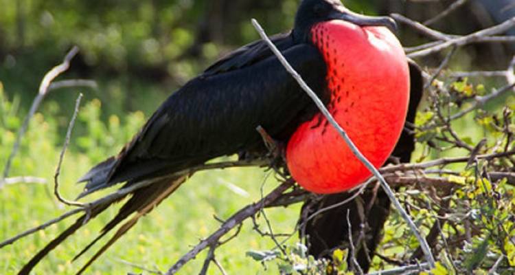 Circuito de 9 días a los 5 grandes de Galápagos - GUIDEcuador Travel 8