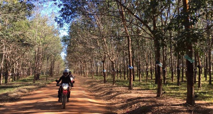 Motorcyclist riding through a tree-lined rural road.