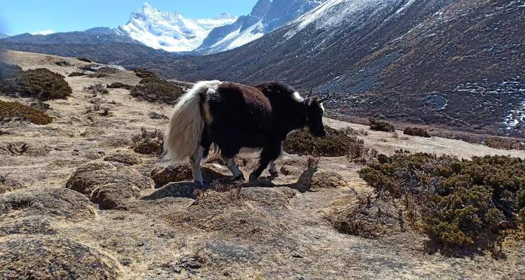 Trek au camp de base de l'Everest avec retour en hélicoptère (2024/2025/2026) - Eco Holidays Nepal 9