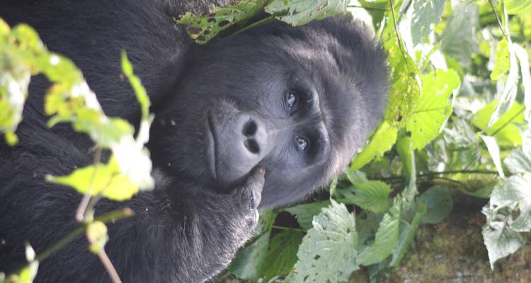 6 Day Gorillas, Golden Monkeys and Chimp Trek at Kibale Forest - Bamboo Ecotours 1