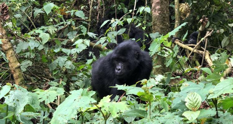 6 Day Gorillas, Golden Monkeys and Chimp Trek at Kibale Forest - Bamboo Ecotours 3