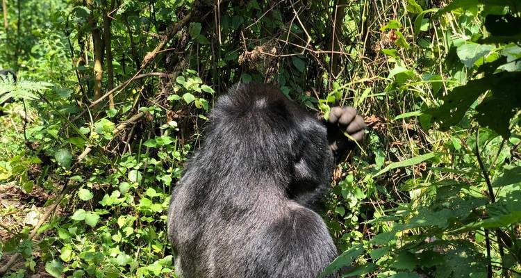 6 Day Gorillas, Golden Monkeys and Chimp Trek at Kibale Forest - Bamboo Ecotours 4