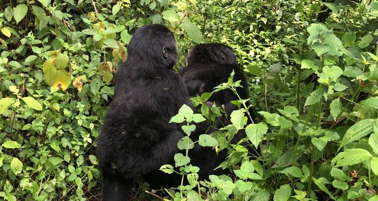 6 Day Gorillas, Golden Monkeys and Chimp Trek at Kibale Forest - Bamboo Ecotours 6