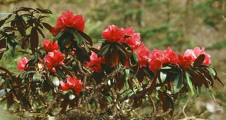 Close-up of red flowers blooming on a shrub.