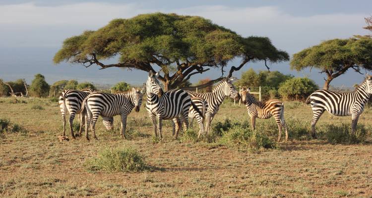 Zebras standing under a tree in a savanna landscape.