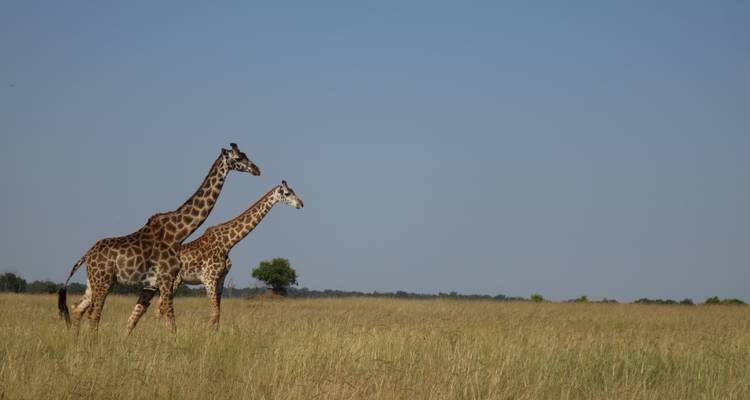 Two giraffes standing in an open field with a blue sky backdrop.
