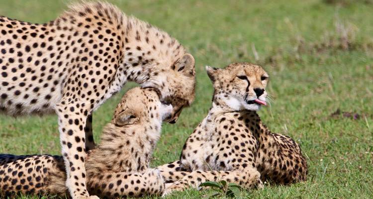 Three cheetahs relaxing on grass, one grooming the other.