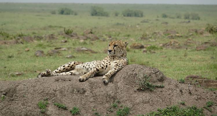 Cheetah lounging on a grassy mound in the savanna.