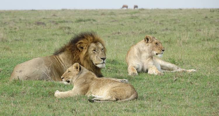 Pride of lions lying in the grass with a clear sky backdrop.