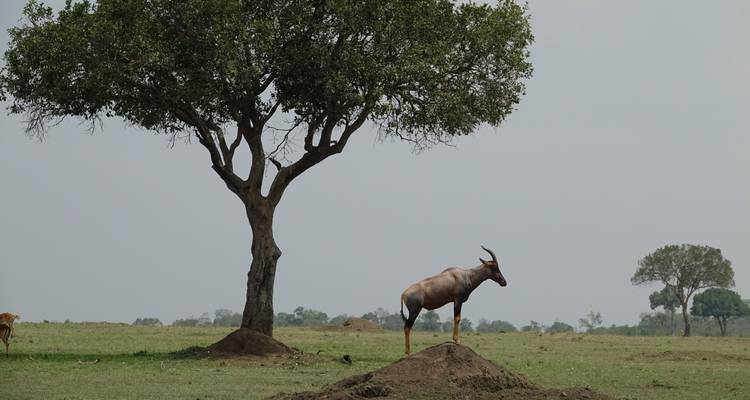 Antelope standing on a grassy mound next to a lone tree.
