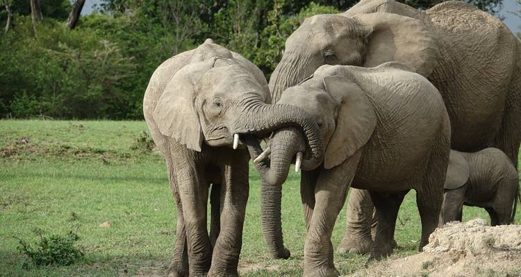 Elephants interacting in the grasslands with trees in the background.
