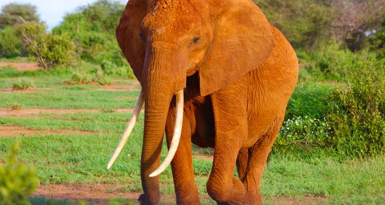 9 Days - Okavango  Delta Tour, Chobe National Park (Botswana) , Livingstone (Zambia) wildlife-focused safari - Lochinvar Safaris 2