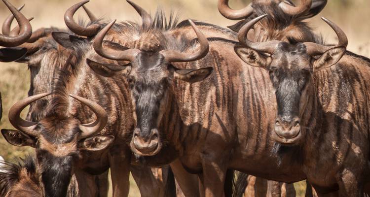 9 Days - Okavango  Delta Tour, Chobe National Park (Botswana) , Livingstone (Zambia) wildlife-focused safari - Lochinvar Safaris 9