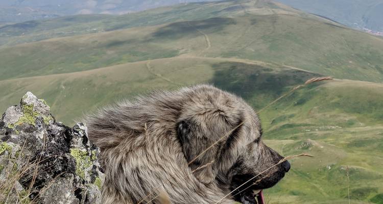 Chien contemplant une vue panoramique montagneuse.