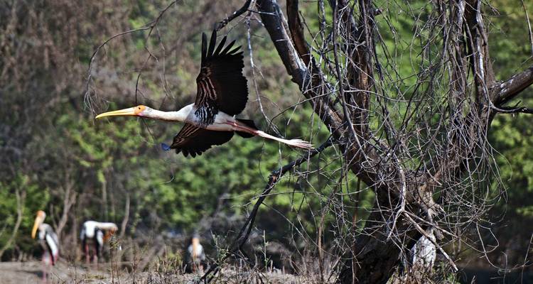 Delhi to Agra & Bharatpur Birdwatching Excursion - Agora Voyages OPC Pvt Ltd 1