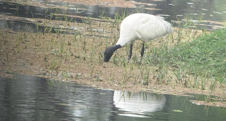 Excursión de Delhi a Agra y observación de aves en Bharatpur - Agora Voyages OPC Pvt Ltd 10