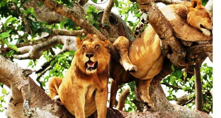 12 jours de safari en Ouganda pour découvrir les primates et la faune - Prime Tours and Adventure 1