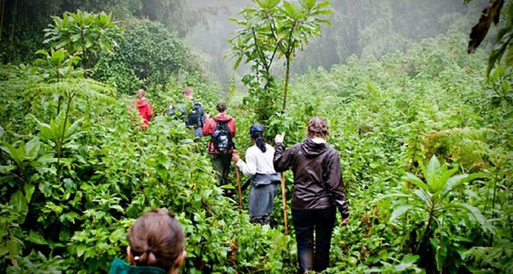 12 jours de safari en Ouganda pour découvrir les primates et la faune - Prime Tours and Adventure 2