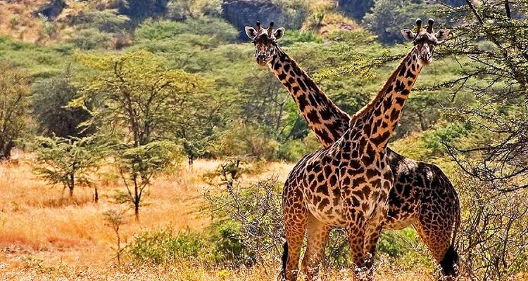 12 jours de safari en Ouganda pour découvrir les primates et la faune - Prime Tours and Adventure 3