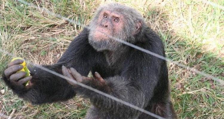 12 jours de safari en Ouganda pour découvrir les primates et la faune - Prime Tours and Adventure 6