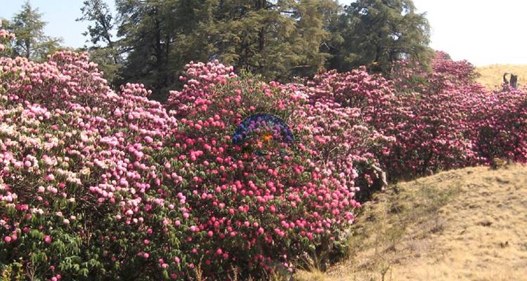 Feld mit rosa Blumen unter klarem blauen Himmel.