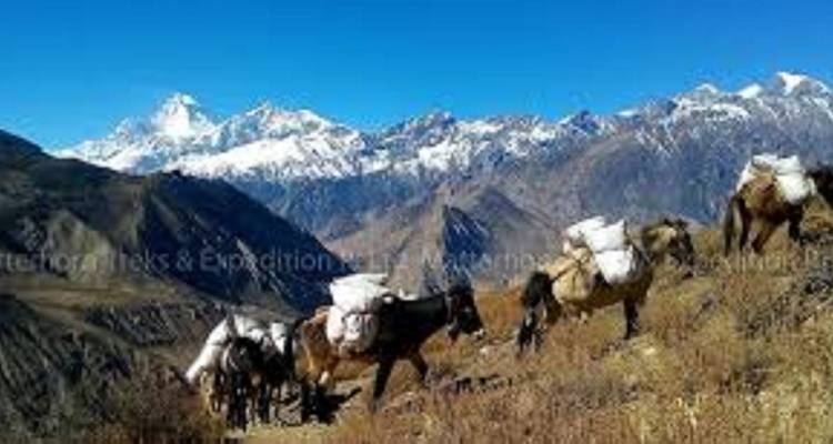 Lasttiere auf einem Bergpfad mit klarem Himmel und schneebedeckten Gipfeln.