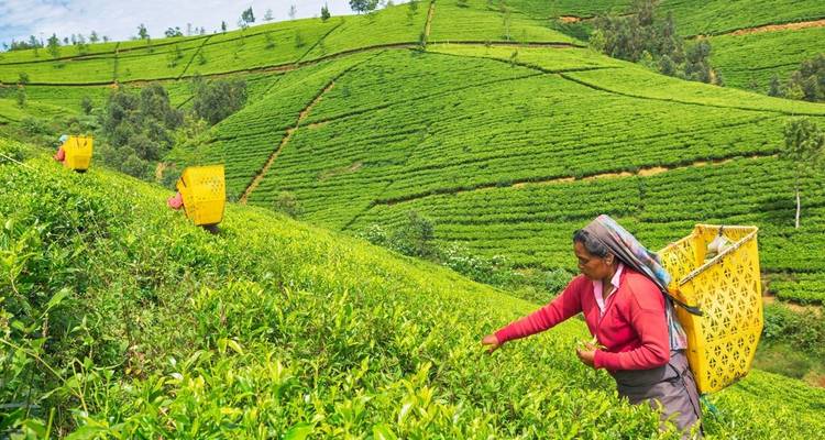 True Essence of Sri Lanka - 10 Days Tour - Serendib Roots 4
