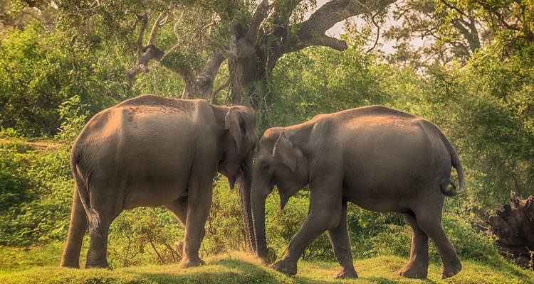 True Essence of Sri Lanka - 10 Days Tour - Serendib Roots 8