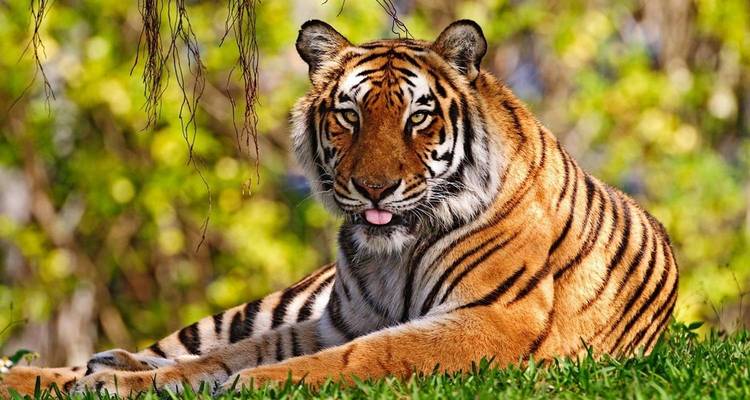 India mística Estribaciones del Himalaya - Amazing India Tours 6