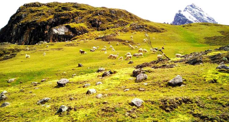 Eine Schafherde, die auf einem leuchtend grünen Hügel weidet.