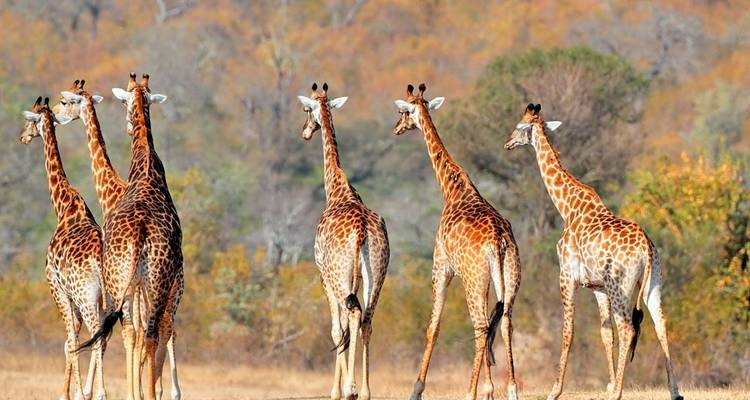 Een groep giraffen die door de savanne loopt.