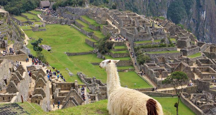 A llama overlooking the ancient ruins of Machu Picchu.