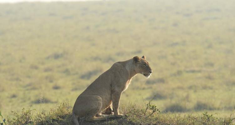 Lionne solitaire assise sur un monticule herbeux.