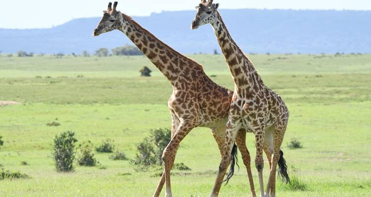 Safari rapsodia clásica Masai Mara - Classic Journeys Africa Ltd 2