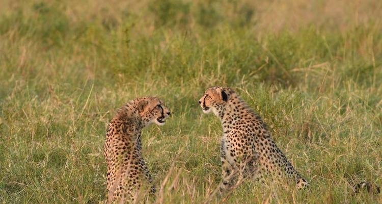 Safari rapsodia clásica Masai Mara - Classic Journeys Africa Ltd 4