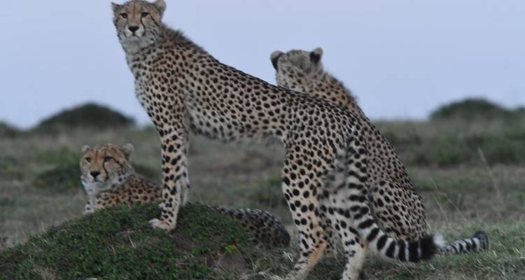 Safari rapsodia clásica Masai Mara - Classic Journeys Africa Ltd 6